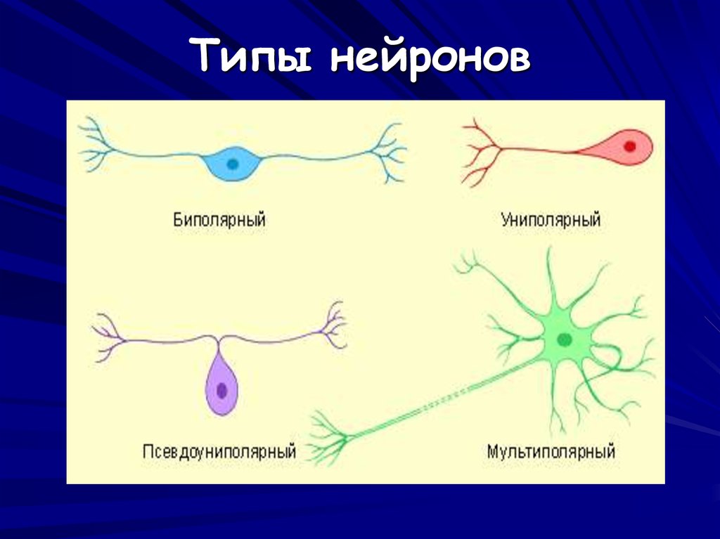 Псевдоуниполярный нейрон обозначен на рисунке буквой