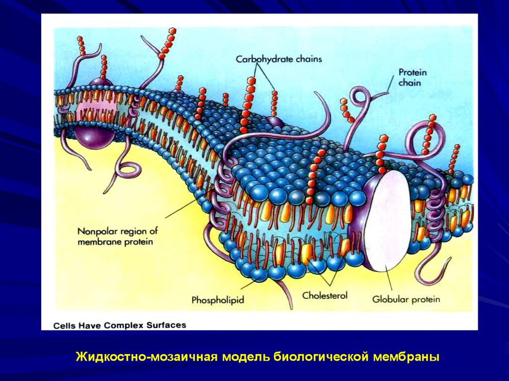 Модель мембраны клетки. Жидкостно-мозаичная модель строения цитоплазматической мембраны. Жидко мозаичная модель плазматической мембраны. Жидкостно-мозаичная модель мембраны клетки. Строение цитоплазматической мембраны мозаичная модель.