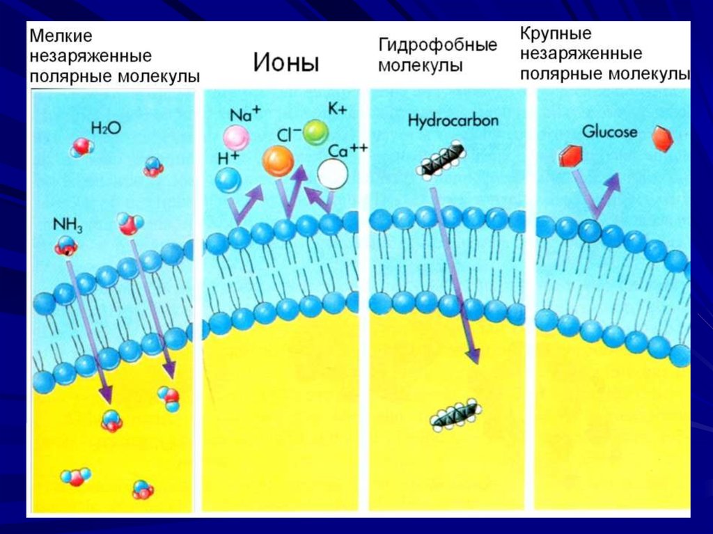 Образуют гидрофобную основу клеточной мембраны