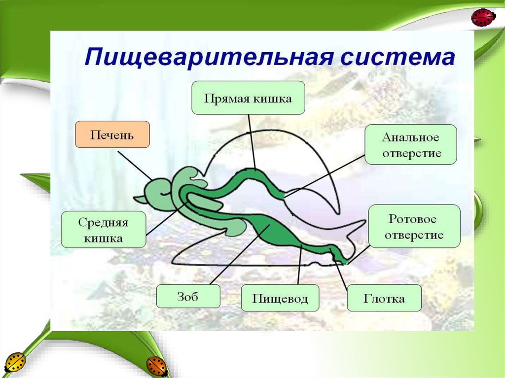 Пищеварительная система брюхоногих