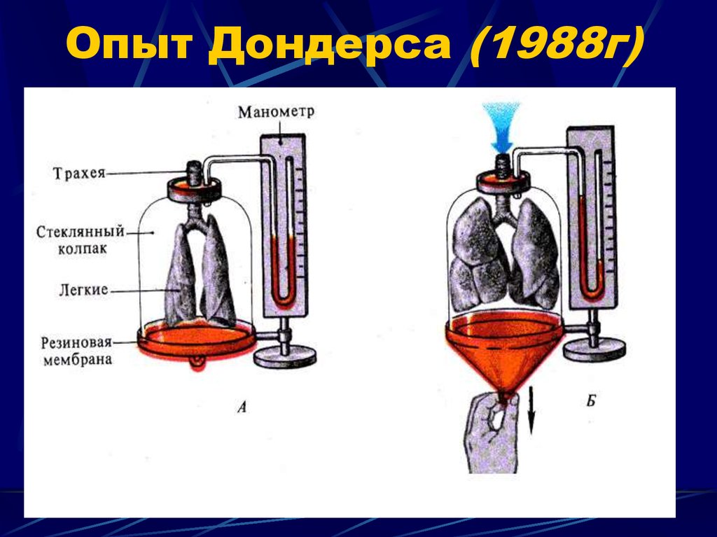 Модель которую впервые предложил голландский физиолог дондерс