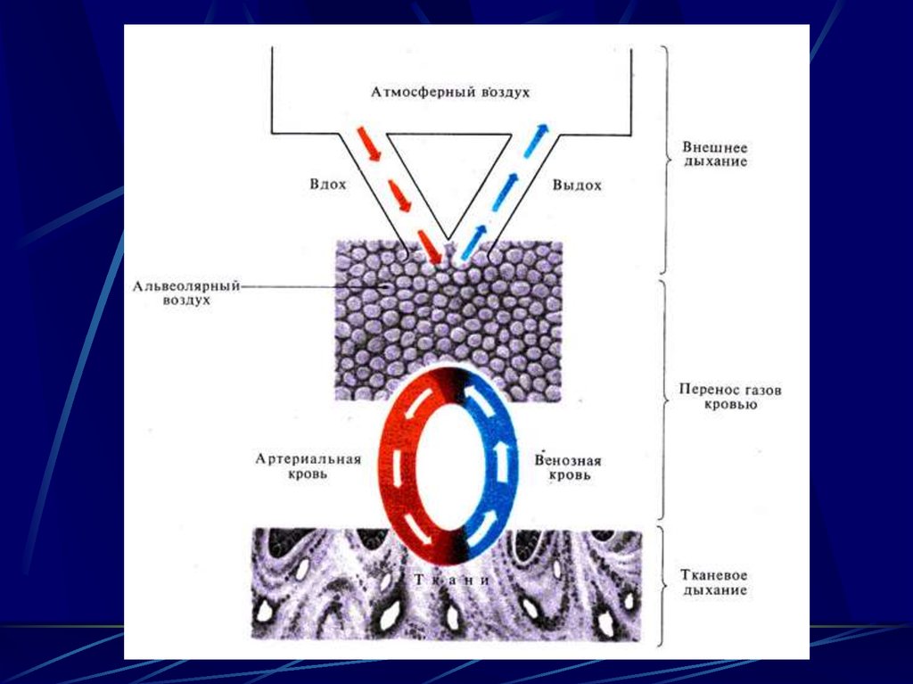 Перенос газов кровью. Форсированное дыхание. Форсированный вдох физиология. Форсированное дыхание физиология. Внешнее дыхание перенос газов кровью.