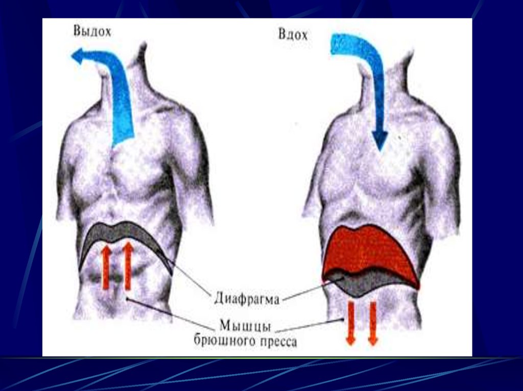 При выдохе диафрагма. Диафрагма при вдохе и выдохе. При вдохе диафрагма. При выдохе мышцы диафрагмы.