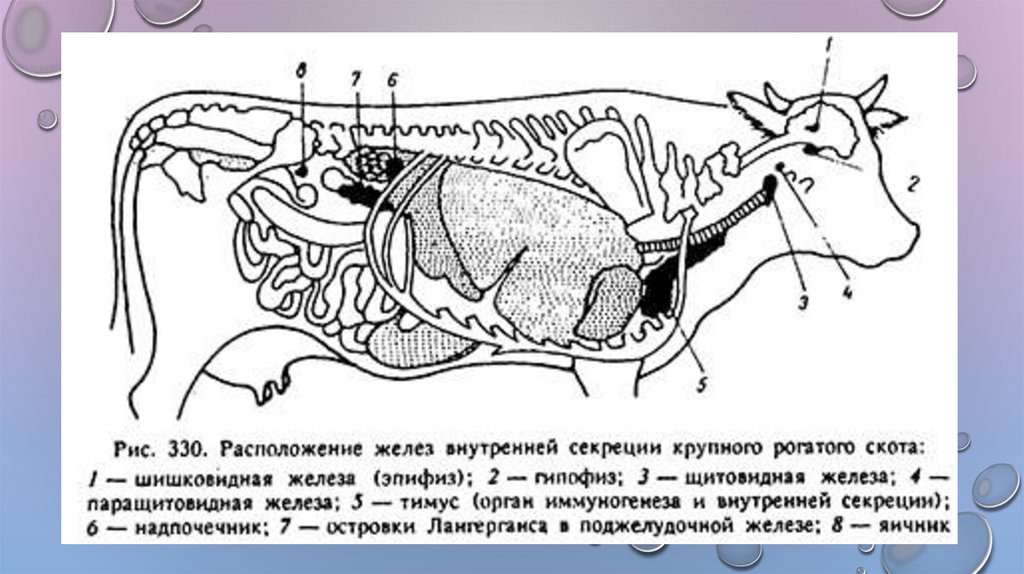 Эндокринная система животных презентация