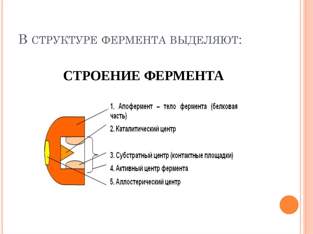 Строение фермента рисунок