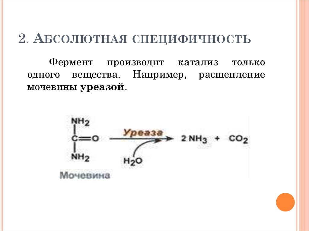 2 абсолютно. Абсолютная Субстратная специфичность. Абсолютная специфичность ферментов. Абсолютная и Относительная специфичность действия ферментов. Фермент с абсолютной субстратной специфичностью.