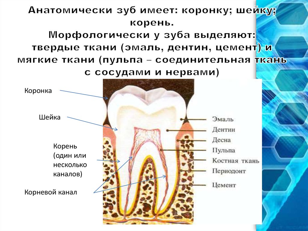 Какие части у зуба. Строение зуба коронка шейка корень. Строение зуба эмаль дентин цемент. Анатомия зубов коронка шейка корень. Шейка коронка корень эмаль дентин.