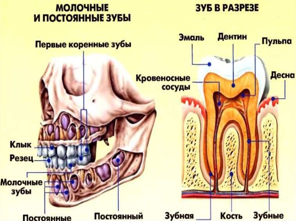 Зубы человека у детей. Расположение молочных зубов и постоянных. Молочные и постоянные зубы. Молочные т уоренные зубы. Цукмолочные зубы и постоянные.