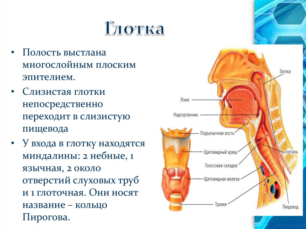 В какую систему органов входит гортань. Строение глотки и гортани анатомия. Гортань местоположение строение. Анатомическое строение и функции глотки. Анатомия и физиология глотки и гортани.