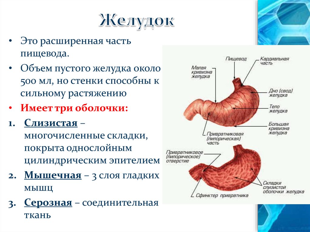 Функция оболочек желудка. Желудок строение и функции анатомия. Строение желудка вид спереди. Строение желудка описание.