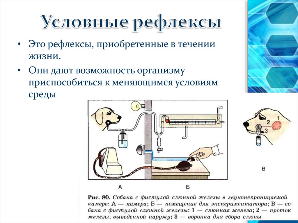 Выберите картинку на которой представлен условный рефлекс