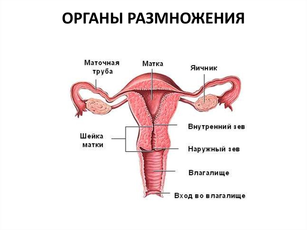 Женский половой орган рисунок