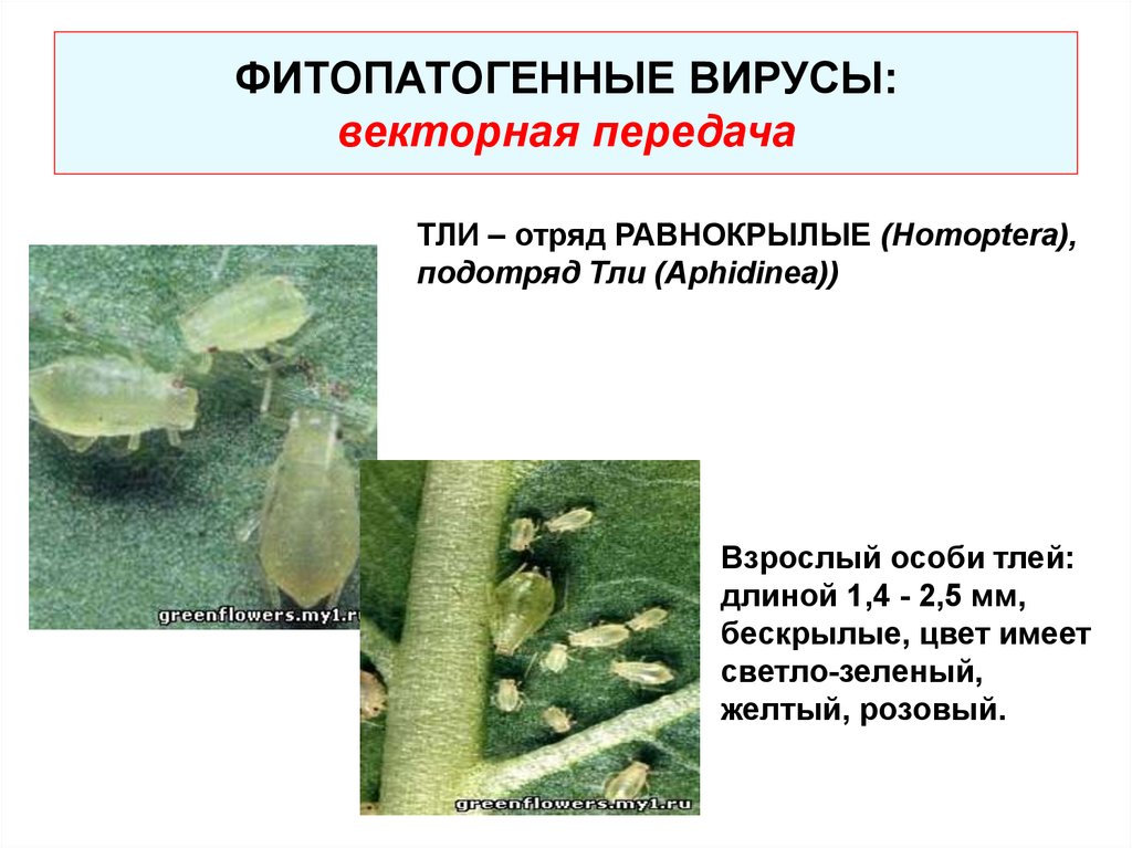 Фитопатогенные грибы презентация