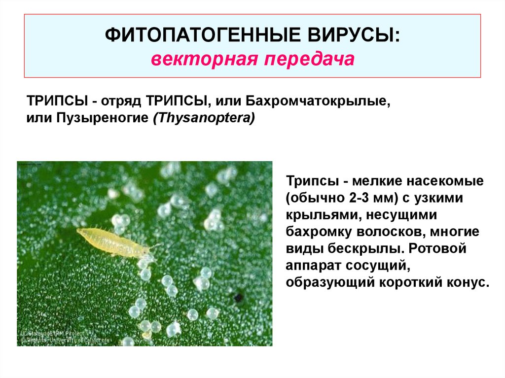 Вирусные заболевания растений животных. Отряд бахромчатокрылые или трипсы. Фитопатогенные вирусы растений. Трипсы ротовой аппарат.