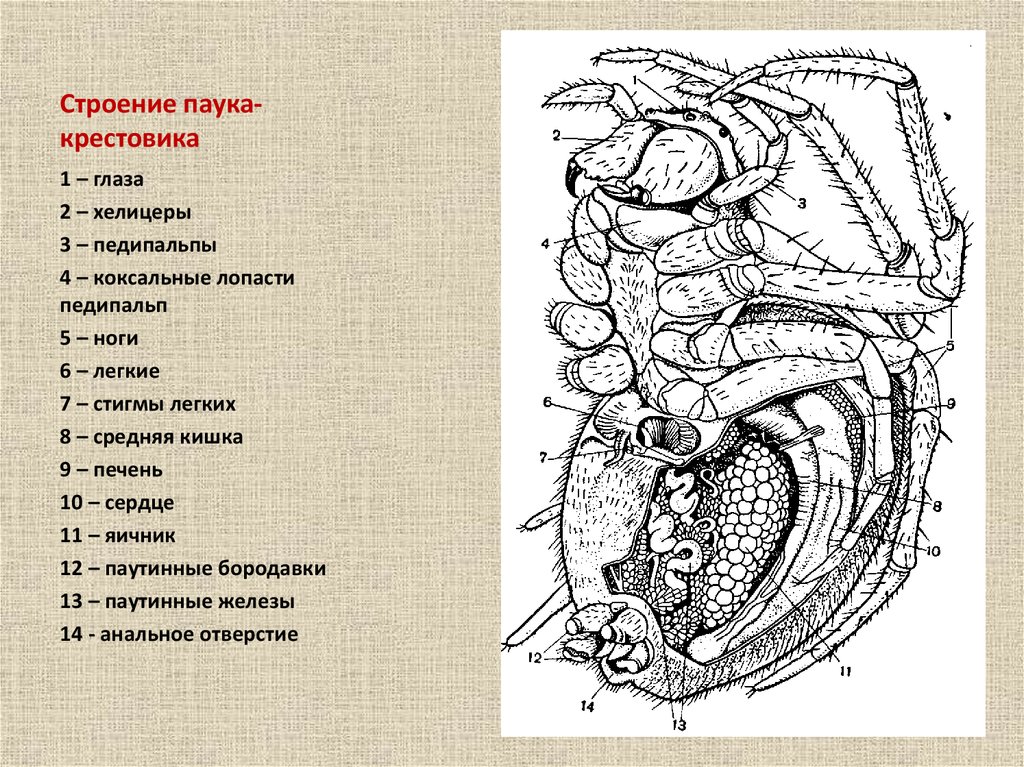 Строение паука. Схема внутреннего строения паука крестовика. Строение паука крестовика. Паук крестовик строение тела. Внешнее строение паука крестовика рисунок.