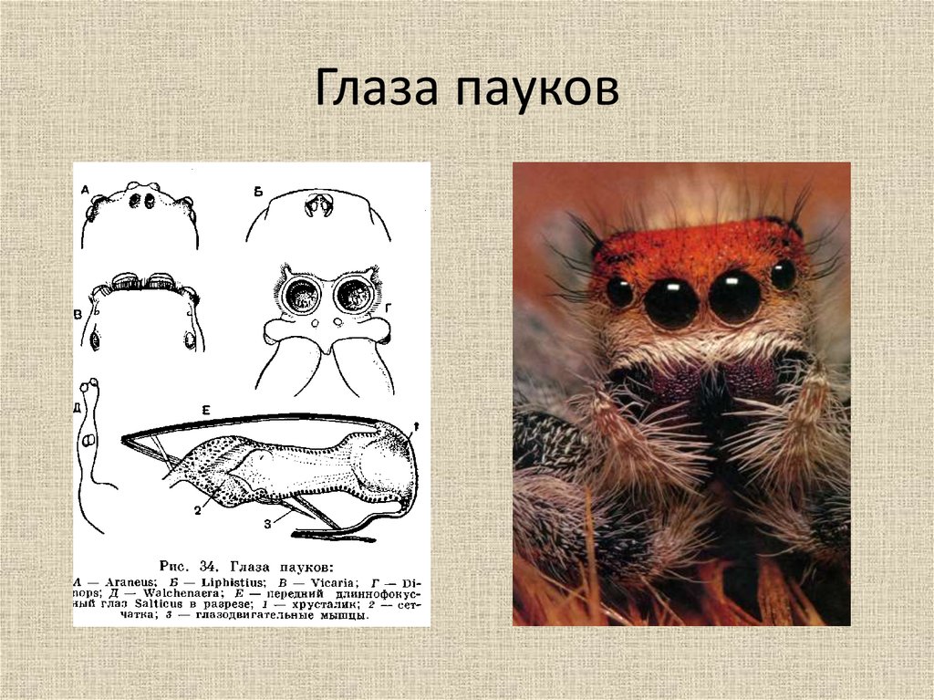 Органы зрения у паукообразных. Строение глаза паука. Паук крестовик строение глаз. Органы зрения у паука крестовика. Глаза пауков строение.