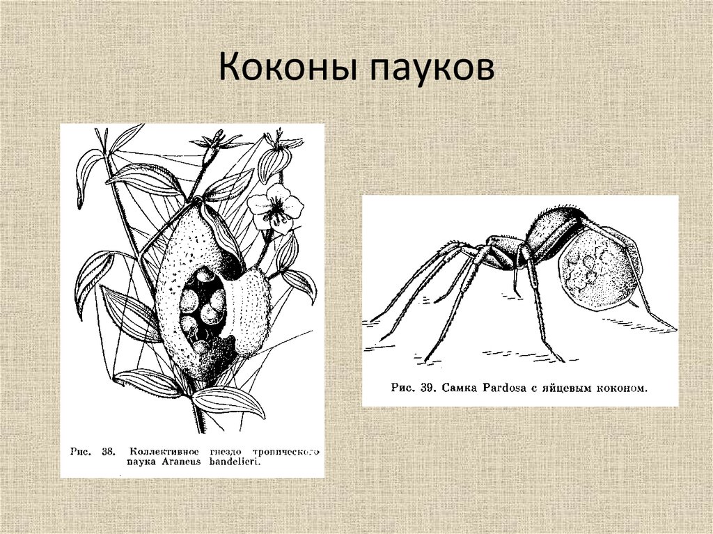 Размножение паукообразных. Коконы пауков рисунки. Паучий кокон рисунок. Кокон паука строение. Строение кокона.