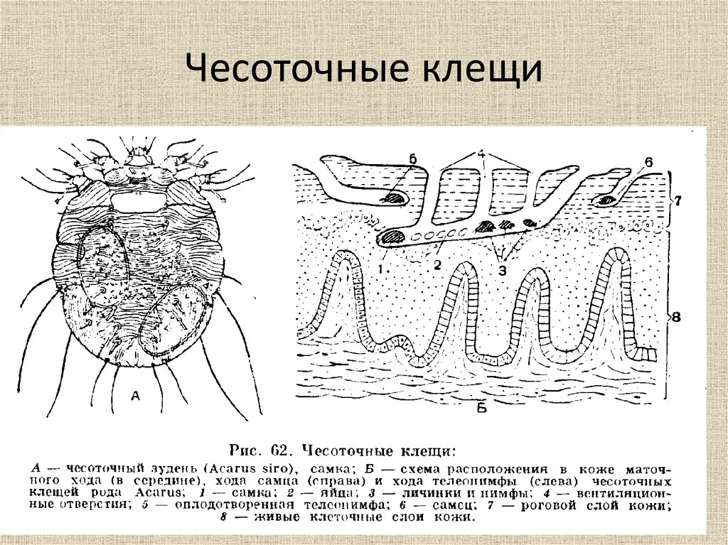 Чесоточный зудень схема