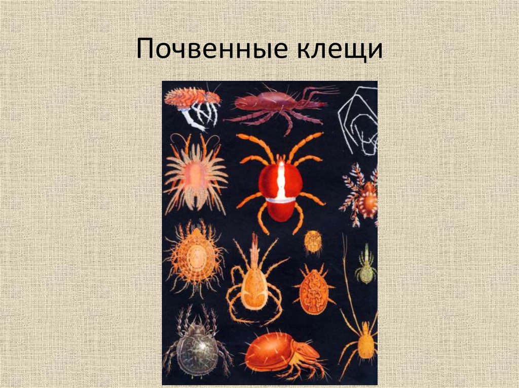 Почвенный клещ. Почвенные клещи микроскопические. Мелкие почвенные клещи. Почвенные клещи в почве.