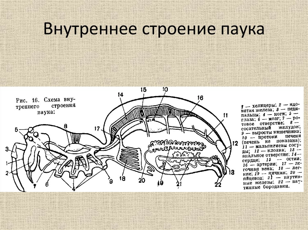 Схема паука рисунок