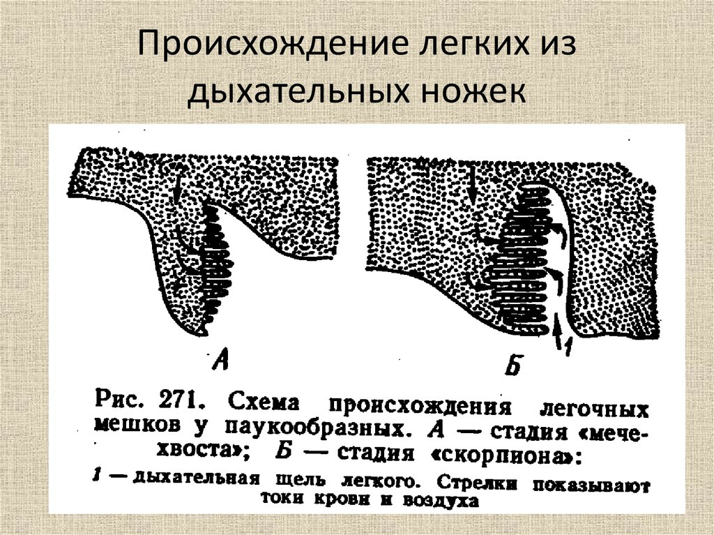 Возникновение легких. Происхождение легких. Происхождение легких легких. Происхождение легких наземных. Легочное происхождение.