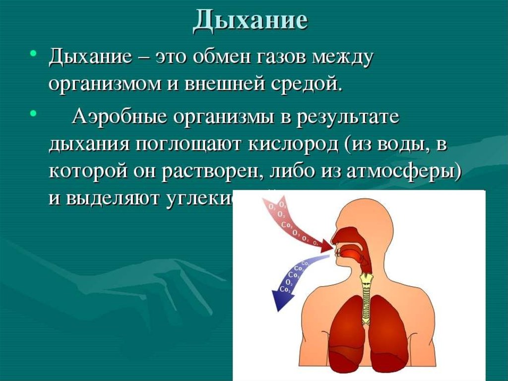 Дыхательным воздухом называют. Дыхание презентация. Организм человека дыхательная система. Дыхательная система презентация. Презентация на тему дыхание.