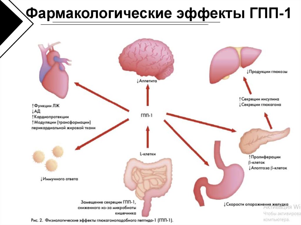 Глюкагоноподобного пептида 1. Агонистов глюкагоноподобного пептида 1 (ГПП-1). Агонисты рецепторов глюкагоноподобного пептида–1 (АРГПП-1). Механизм действия агонистов рецепторов глюкагоноподобного пептида-1. ГПП 1 механизм действия.