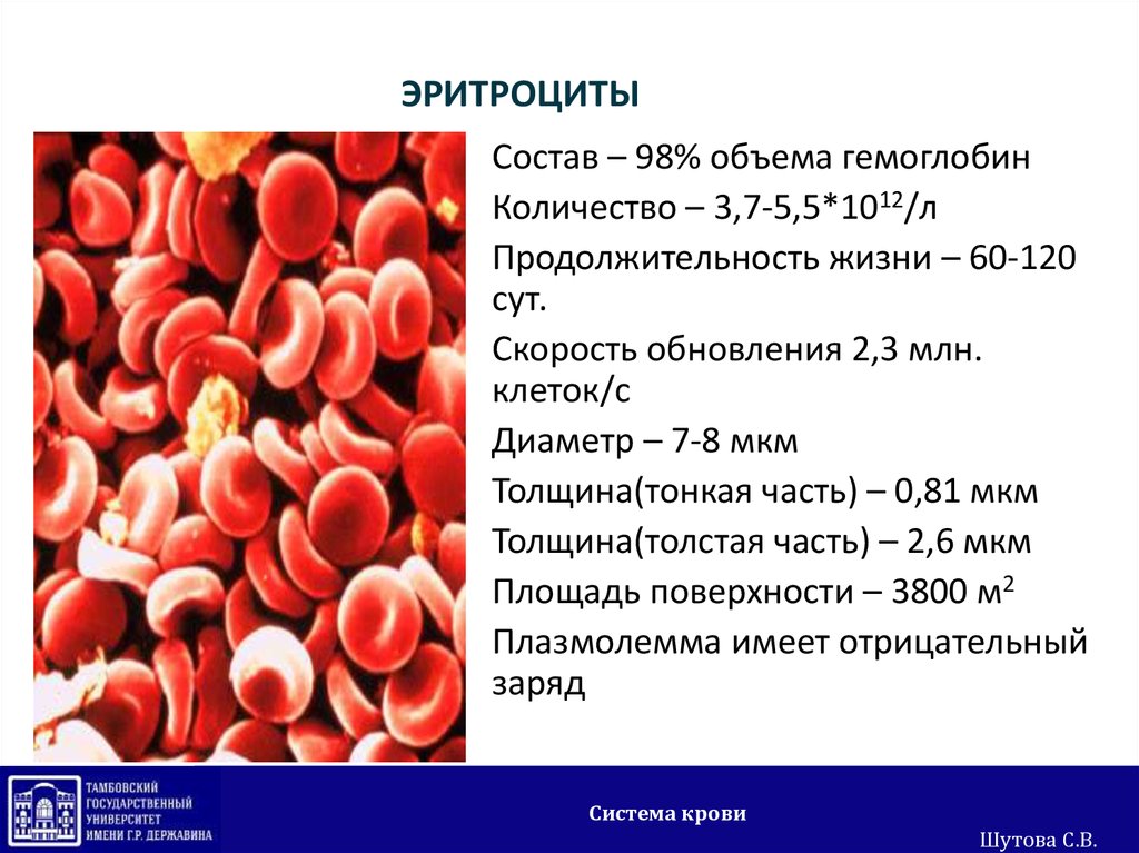 Гемоглобин образуется в результате. Эритроциты. Состав эритроцитов. Эритроциты в крови. Эритроцит состоит.