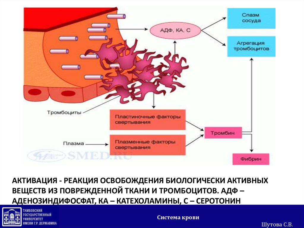 Тромбоцитарные факторы. Ристомицин агрегация тромбоцитов. Механизм активации тромбоцитов биохимия. Активация агрегации тромбоцитов. Активация секреция агрегация тромбоцитов.