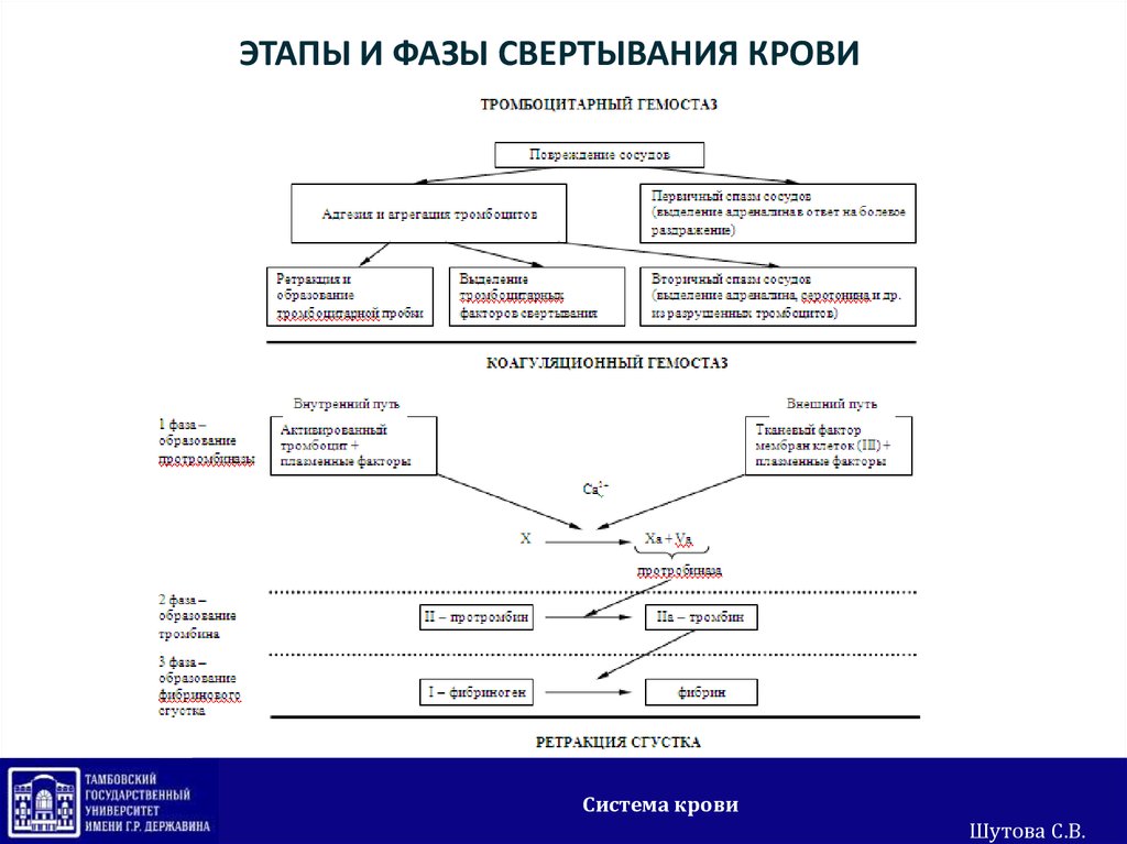 Изучите фазы свертывания крови запишите схему свертывания крови