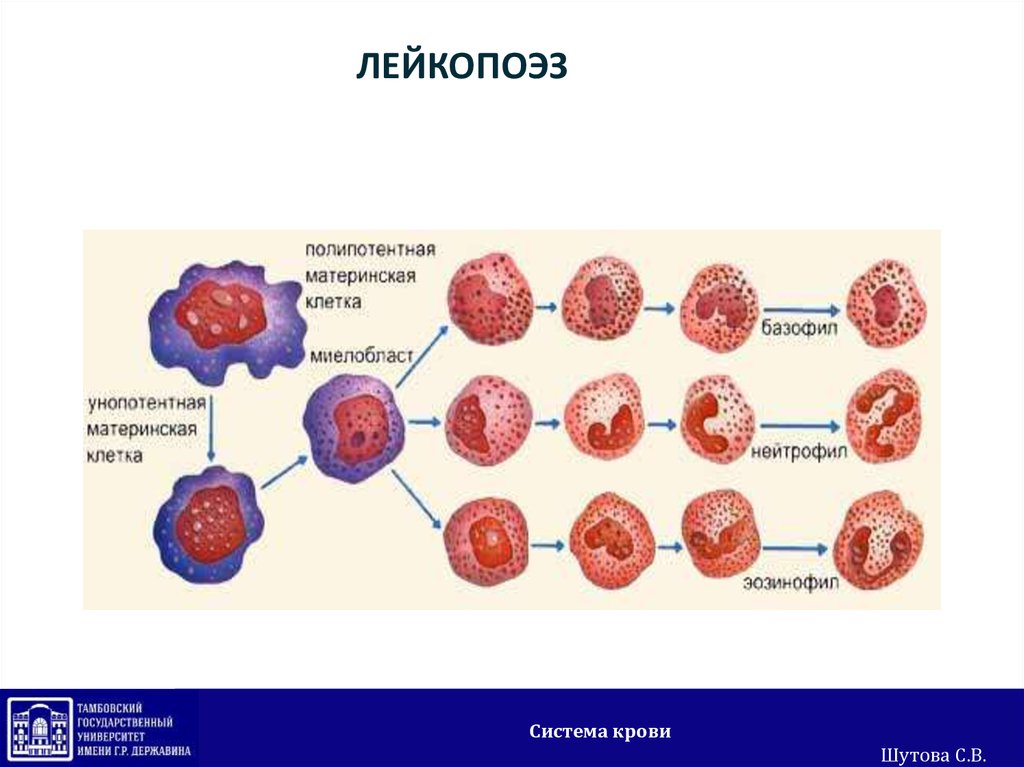 Деление клеток крови. Эритропоэз клетки. Эритропоэз лейкопоэз Тромбоцитопоэз. Образование клеток крови. Полипотентная стволовая клетка.