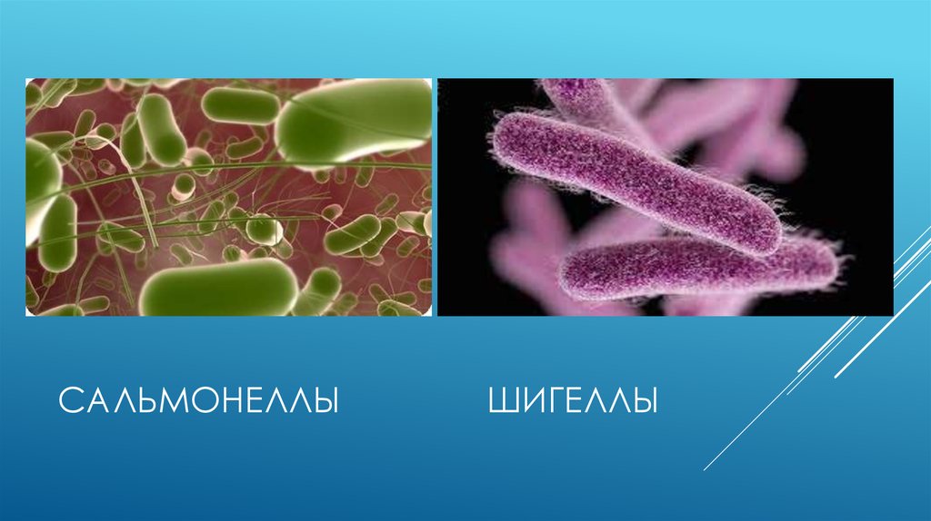 сальмонеллы шигеллы