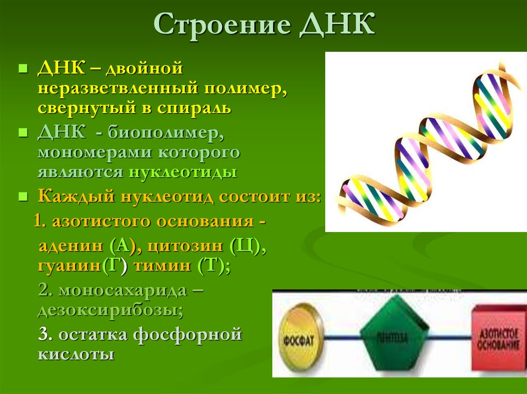 Значение молекул днк. Строение и функции молекулы ДНК. Структура, строение ДНК молекулы. Каково строение молекулы ДНК.