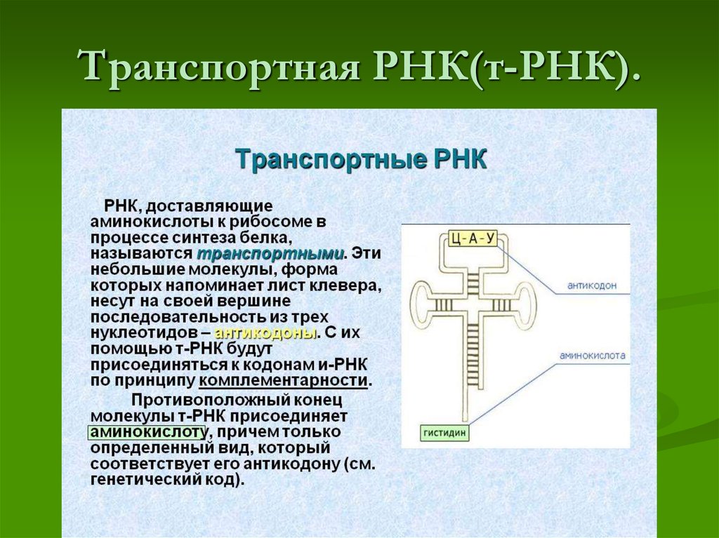 На каком рисунке представлена схема строения вещества которое доставляет аминокислоты к рибосоме