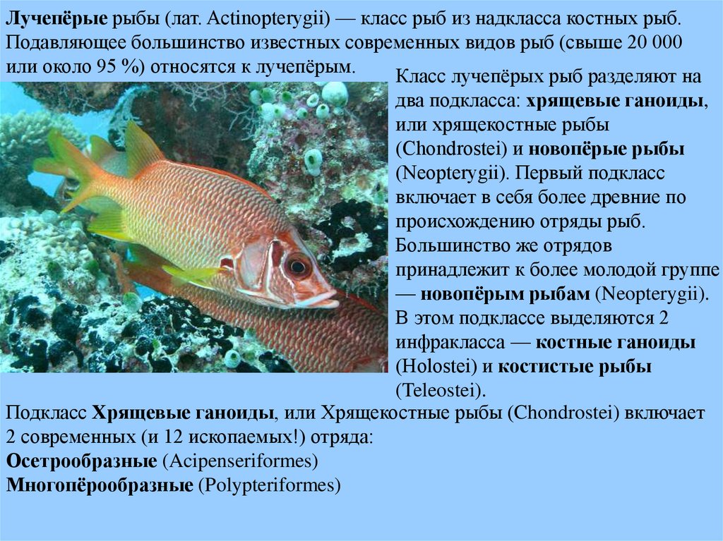 Особенности классов костные рыбы