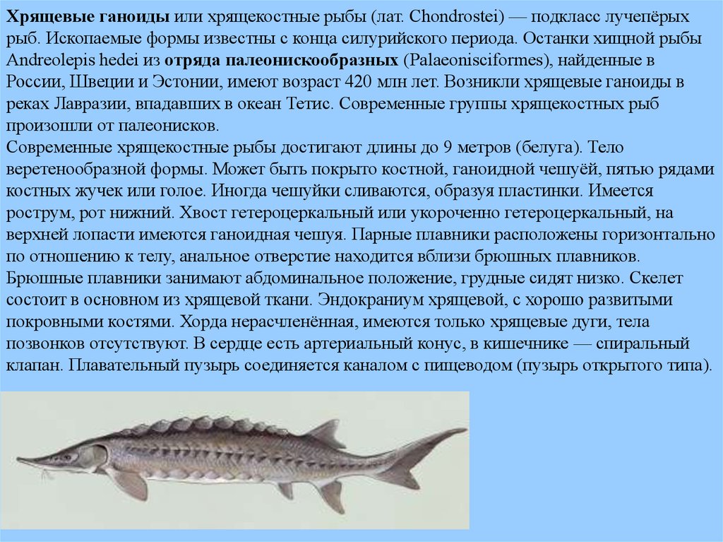Хорда осетровой рыбы. Хрящевые Ганоидные рыбы. Хрящекостные лучепёрые рыбы. Подкласс хрящевые ганоиды. Хрящекостные рыбы сообщение.