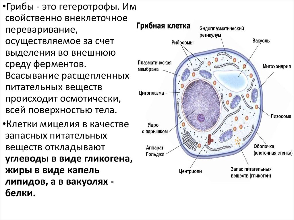 Элементы клеточной системы