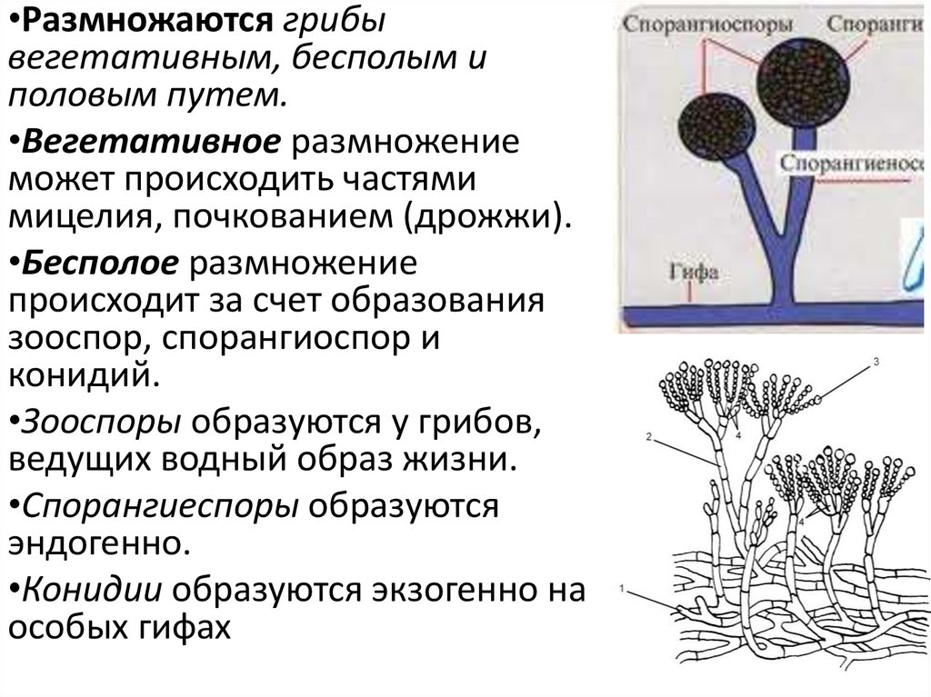 Размножение грибов мицелием