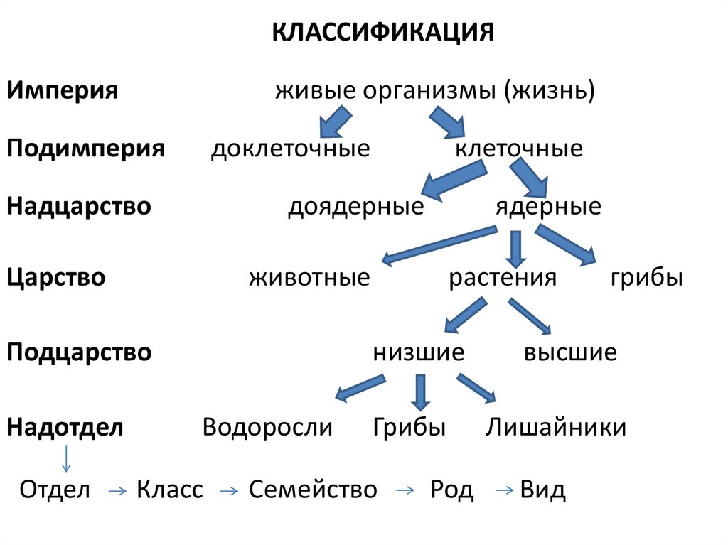 Систематика живых организмов схема