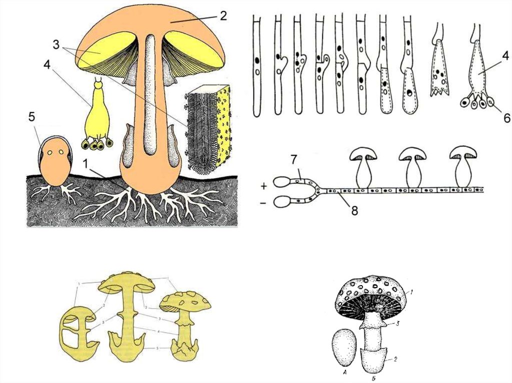 Схему растения гриба