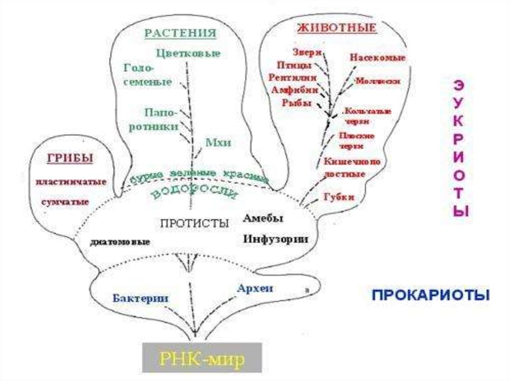 Растения и человек схема