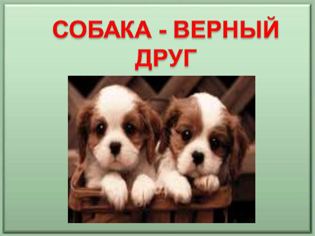 Собаки 1 класс. Собака для презентации. Презентация на тему собаки. Презентация на тему собака верный друг. Слайд с собаками.