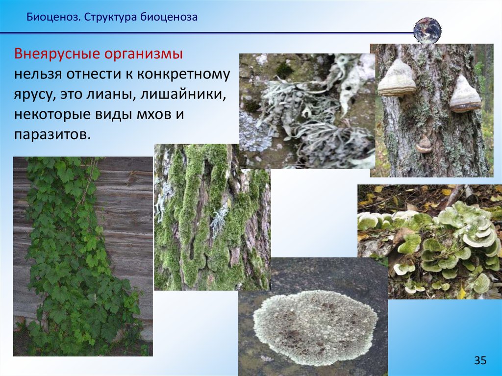 Масса биоценоза. Структура биоценоза. Внеярусные организмы. Примером внеярусного организма является. Биоценоз структура биоценоза.