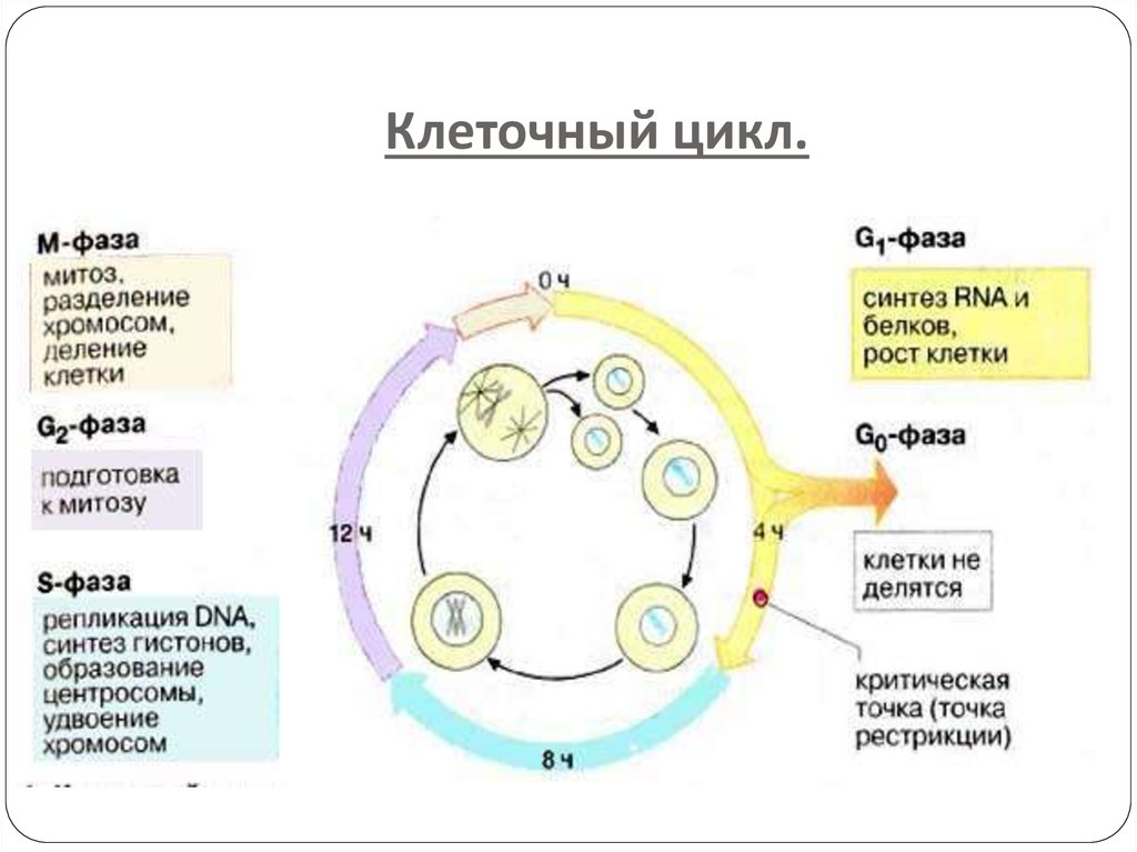 Фаза подготовки клетки к делению. Стадия жизненного цикла клетки схема. Клеточный цикл g0. Фазы клеточного и митотического цикла. Клеточный цикл схема g0.