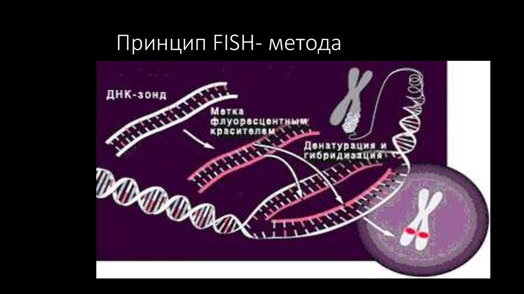 Днк зонд. Фиш метод диагностики. Этапы Fish метода. Схема Fish метода.. Принцип Фиш метода.