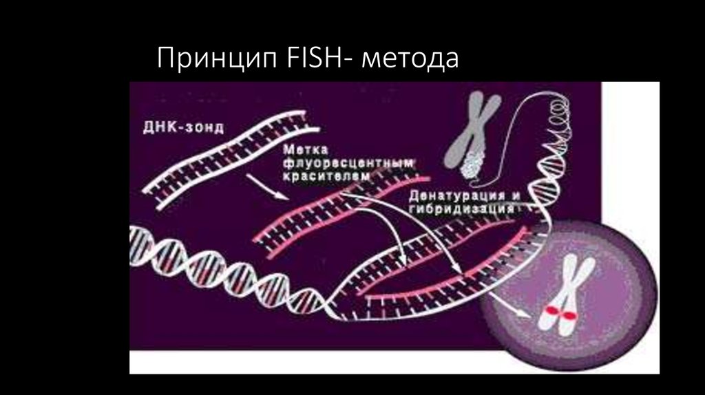 Fish method. Фиш метод диагностики. Этапы Fish метода. Схема Fish метода.. Принцип Фиш метода.