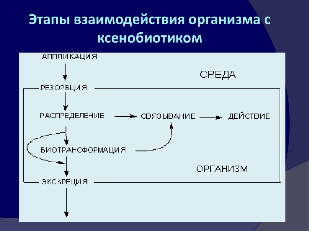 Этапы взаимодействия. Этапы взаимодействия организма с ксенобиотиком. Депонирование ксенобиотиков. Биотрансформация этапы.