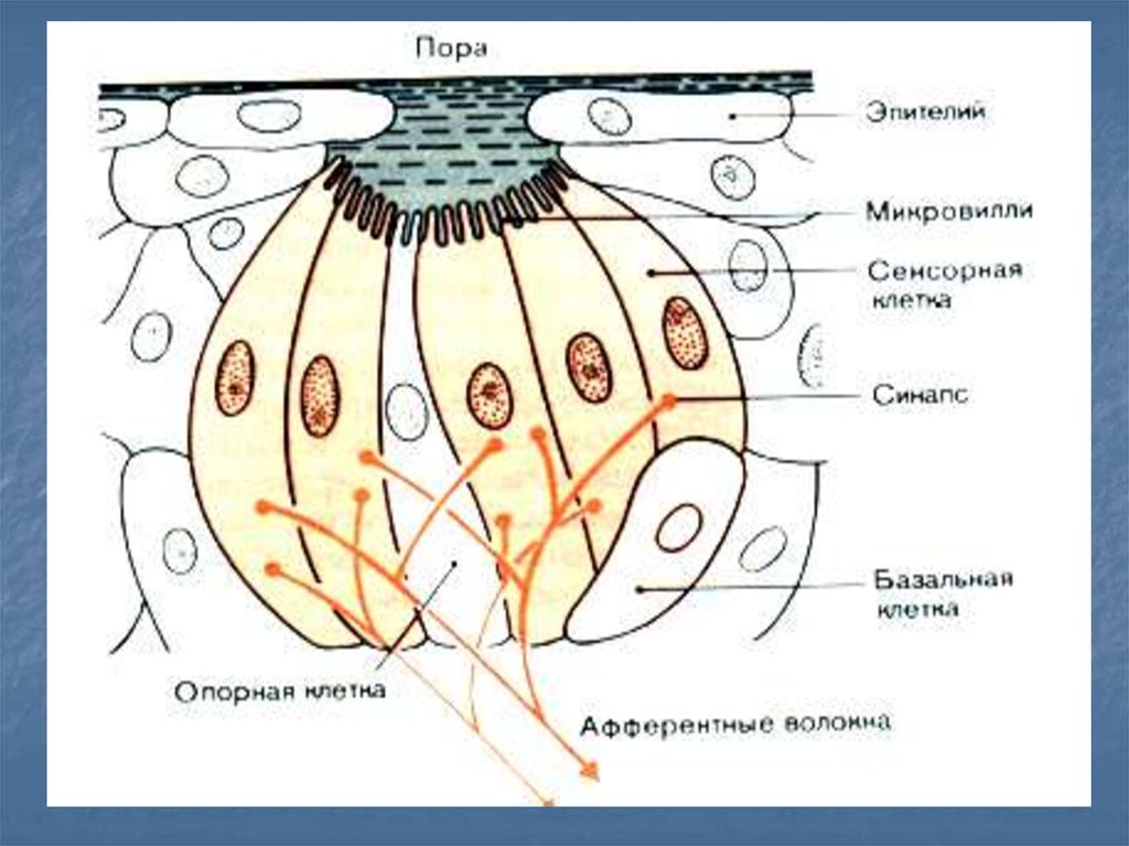 Вкусовая почка. Схема вкусовой почки. Опорные клетки вкусовой почки. Строение вкусовых клеток. Вкусовая почка физиология.