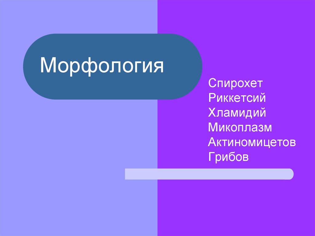 Морфология туралы презентация