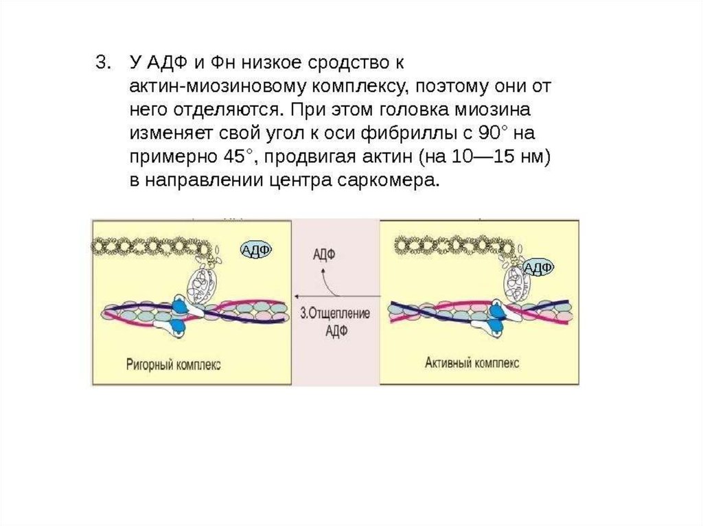 Актин ткань. Строение миозина биохимия. Актин миозиновый комплекс. Функции миозина биохимия. Соединение актина и миозина.